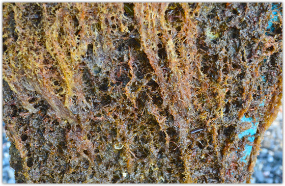 Organic growth on underside of a boat